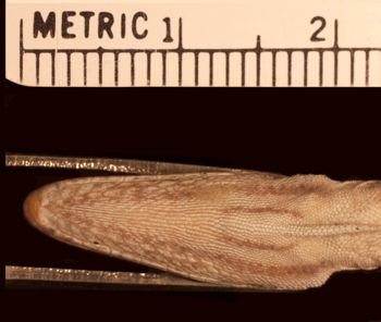 Media type: image;   Herpetology R-62994